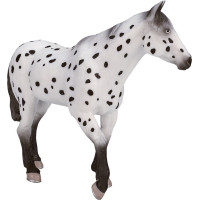 Mojo Appaloosa hřebec