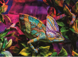 RAVENSBURGER Puzzle Chameleon 500 dílků