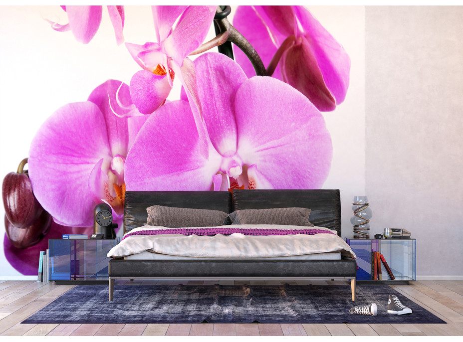 Moderní fototapeta - Fialová orchidej - 360x254 cm