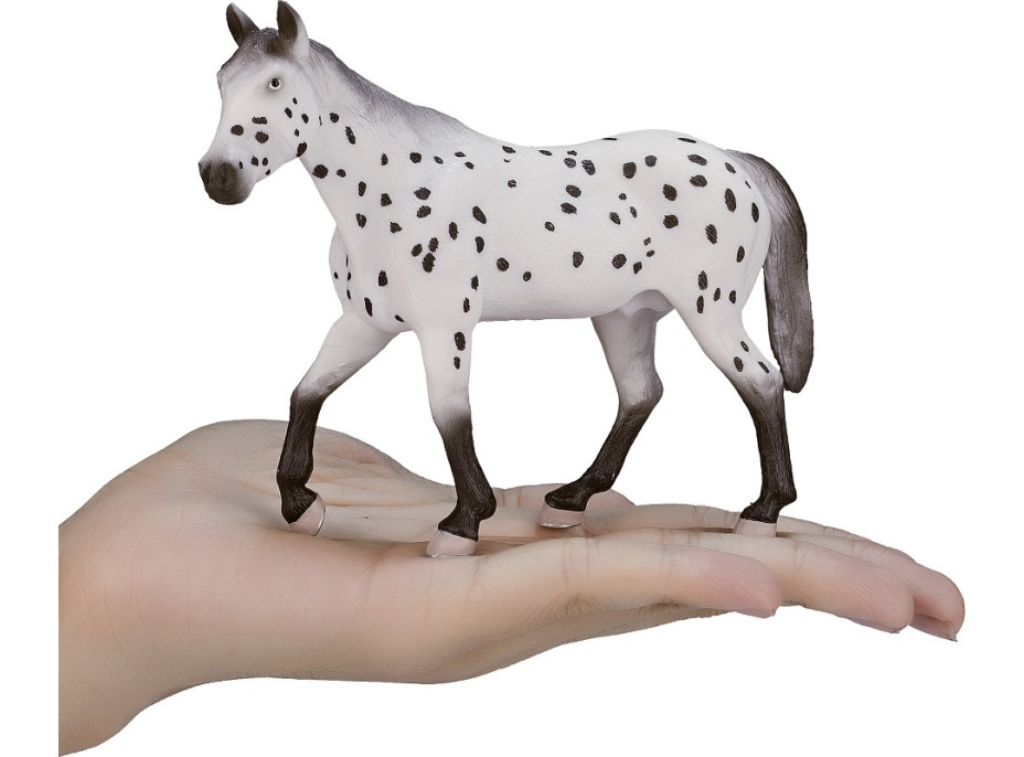 Mojo Appaloosa hřebec