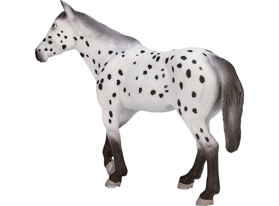 Mojo Appaloosa hřebec