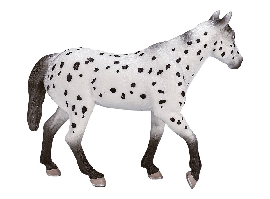 Mojo Appaloosa hřebec