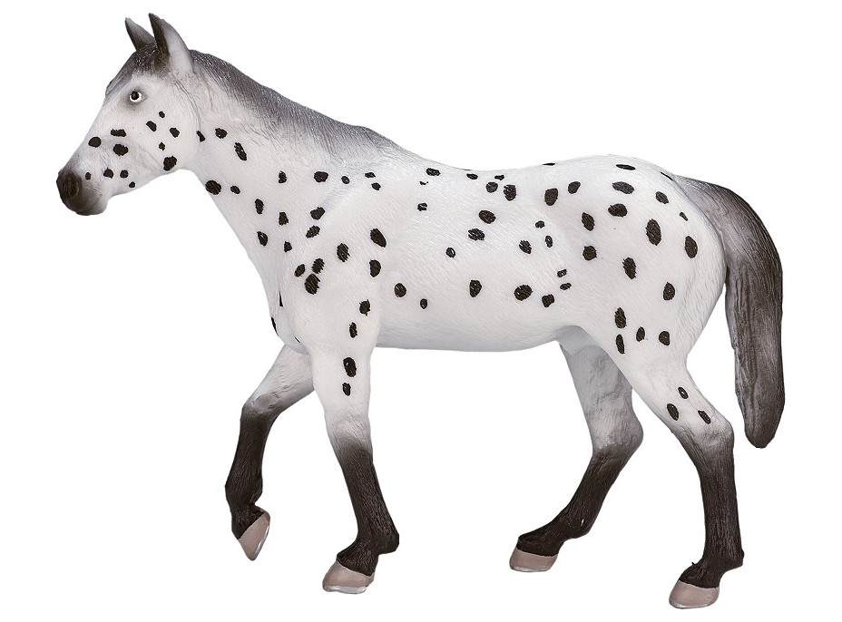 Mojo Appaloosa hřebec