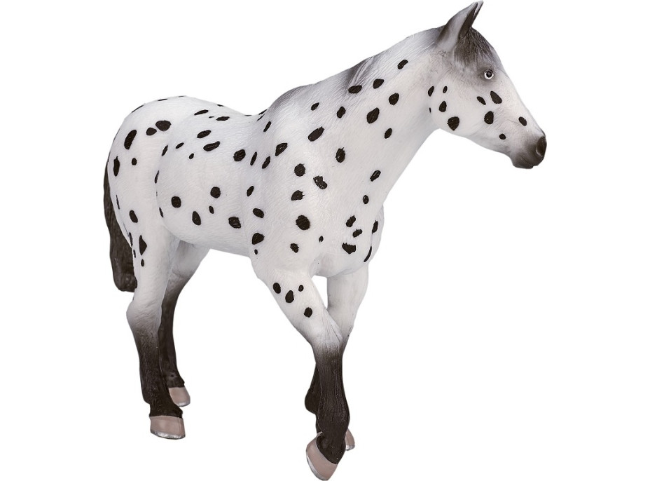 Mojo Appaloosa hřebec