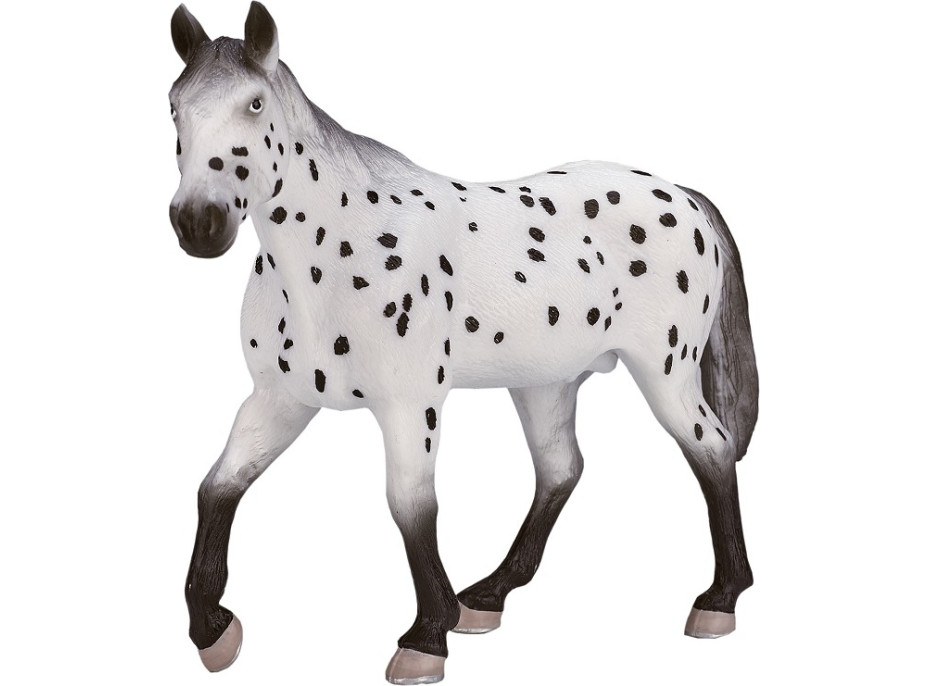 Mojo Appaloosa hřebec