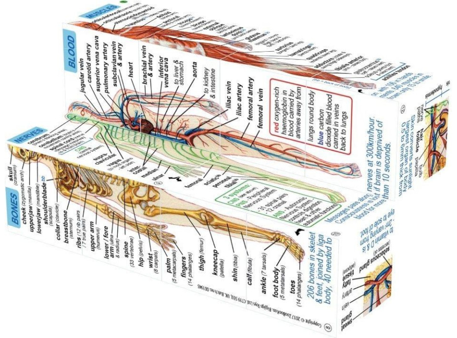 Zoobookoo Kniha v kostce Lidské tělo
