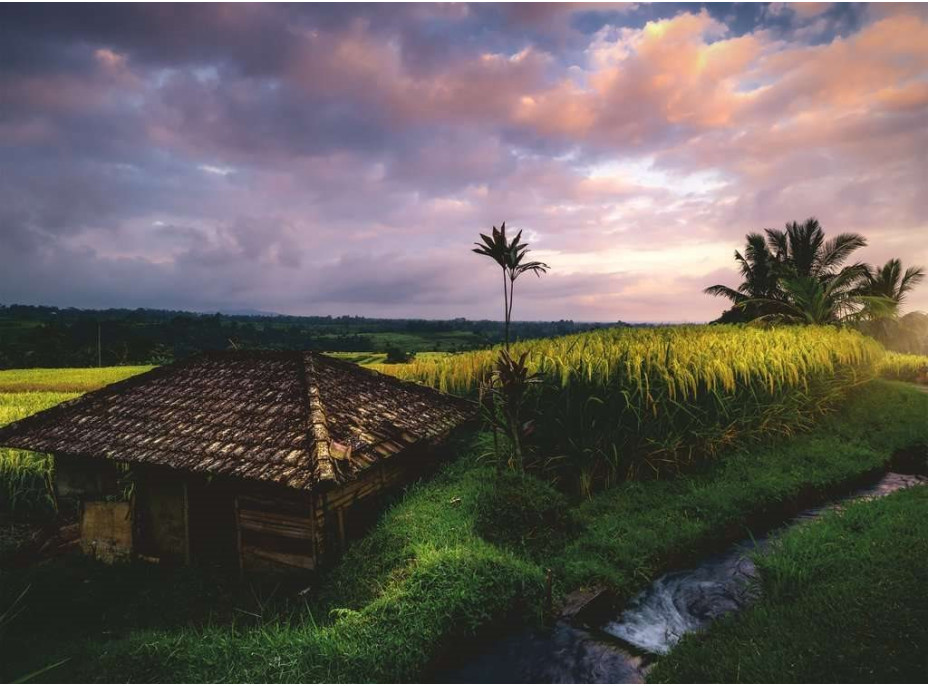 RAVENSBURGER Puzzle Rýžová pole na Bali 500 dílků