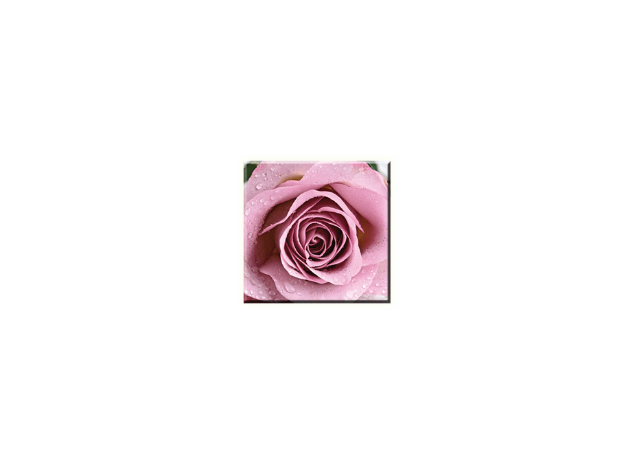 Obraz na plátně 30x30cm SWEET ROSE - vzor 34
