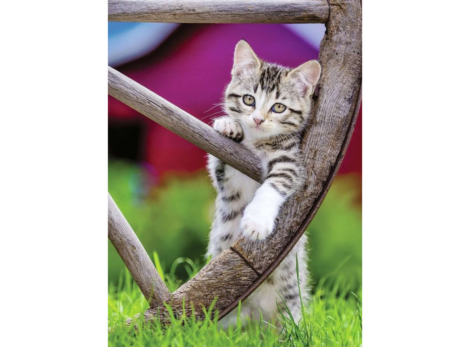 RAVENSBURGER Puzzle Koťata na venkově 2x500 dílků