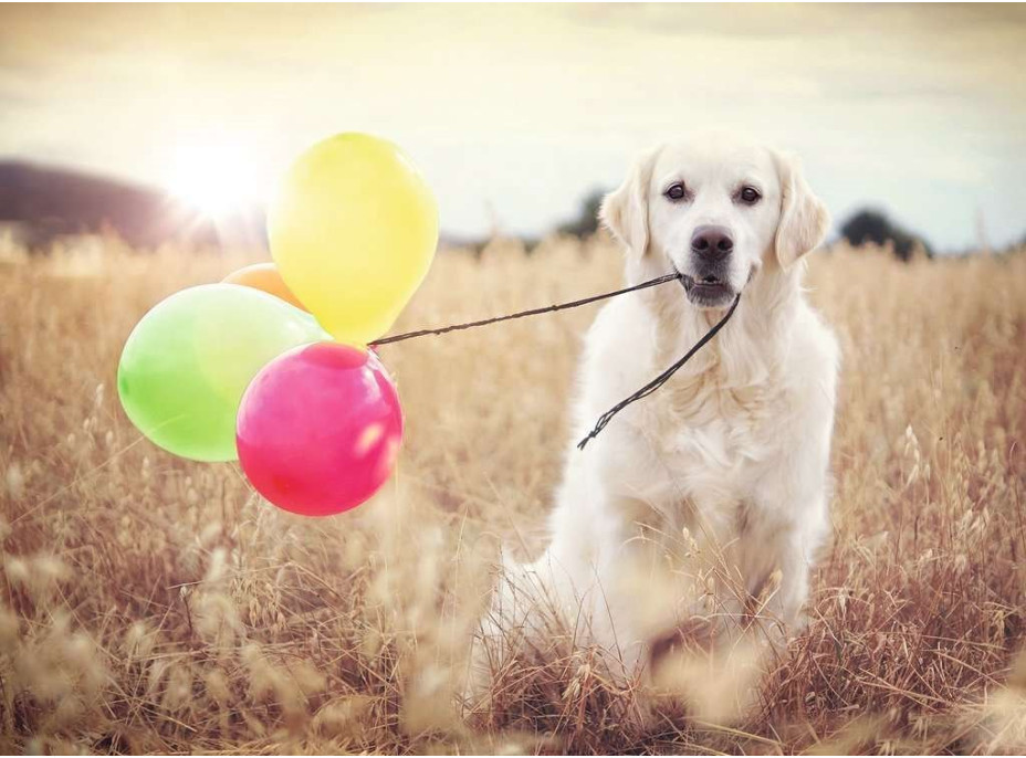 RAVENSBURGER Puzzle Labrador s balónky 500 dílků