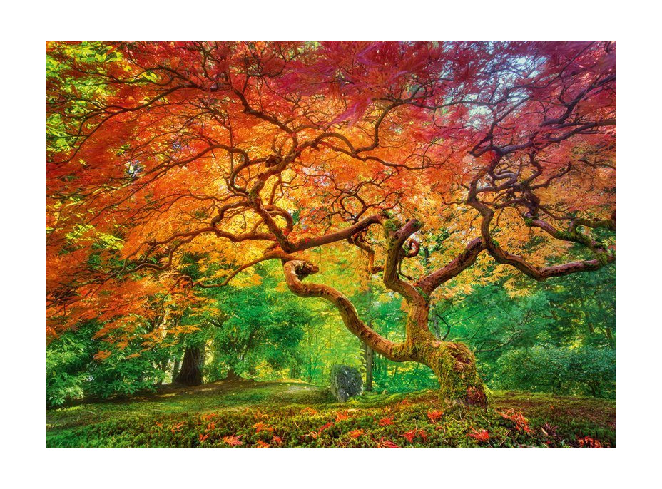 CHERRY PAZZI Puzzle Koruna stromu 1000 dílků